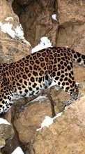 Ladda ner Animals, Leopards bilden 240x400 till mobilen.