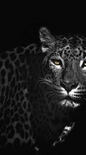 Leopards, Animals till Samsung Galaxy Wonder