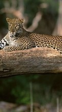 Ladda ner Animals, Leopards bilden 1080x1920 till mobilen.