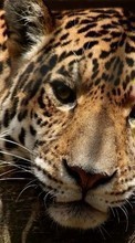 Ladda ner Animals, Leopards bilden 800x480 till mobilen.