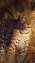 Ladda ner Animals, Leopards bilden 540x960 till mobilen.