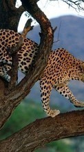 Ladda ner Leopards, Animals bilden till mobilen.