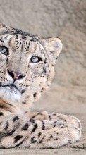 Leopards,Animals till Samsung Ch@t 335