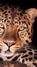 Ladda ner Leopards,Animals bilden till mobilen.