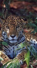 Leopards,Animals till Sony Xperia C3
