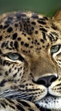 Leopards,Animals till Samsung Galaxy Fame