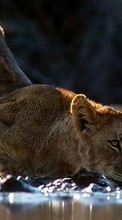 Leopards,Animals till Sony Xperia acro S