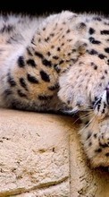 Leopards,Animals till Nokia 108