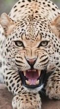 Leopards,Animals till Samsung Star 2 DUOS C6712