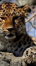 Leopards,Animals till Sony Xperia S