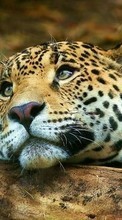Animals, Leopards till Apple iPhone 4S