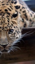 Ladda ner Leopards,Animals bilden till mobilen.