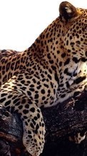 Ladda ner Animals, Leopards bilden 1024x600 till mobilen.