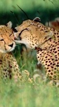 Animals, Leopards till Sony Xperia Miro ST23i