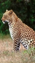 Ladda ner Animals, Leopards bilden 128x160 till mobilen.