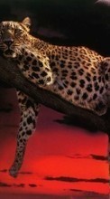 Ladda ner Animals, Leopards bilden 1280x800 till mobilen.