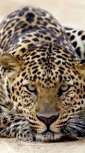 Ladda ner Animals, Leopards bilden 320x480 till mobilen.