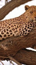 Ladda ner Animals, Leopards bilden 480x800 till mobilen.