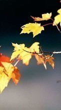 Leaves,Objects,Autumn till Lenovo A60+
