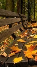 Ladda ner Leaves,Autumn,Landscape bilden till mobilen.