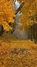Ladda ner Leaves,Autumn,Landscape bilden till mobilen.