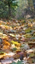 Ladda ner Plants, Landscape, Autumn, Leaves bilden 320x240 till mobilen.