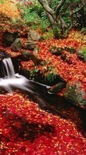Ladda ner Plants, Landscape, Rivers, Autumn, Leaves bilden 1024x768 till mobilen.