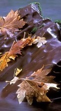 Leaves,Autumn,Landscape,Rivers till Oppo Find X2 Pro