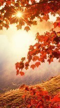 Ladda ner Leaves, Autumn, Landscape, Rivers, Sun bilden till mobilen.