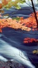 Ladda ner Landscape, Water, Autumn, Leaves bilden 320x240 till mobilen.