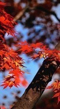 Plants, Autumn, Leaves till LG Optimus Black