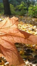 Plants, Autumn, Leaves till Sony Ericsson Xperia neo V