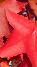 Ladda ner Plants, Autumn, Leaves bilden 720x1280 till mobilen.