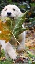 Ladda ner Leaves, Autumn, Dogs, Animals bilden till mobilen.