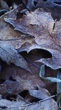 Ladda ner Plants, Winter, Leaves bilden 1280x800 till mobilen.