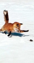 Ladda ner Animals, Mice, Snow, Fox bilden 1080x1920 till mobilen.