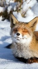 Ladda ner Fox, Snow, Animals, Winter bilden till mobilen.