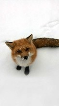 Ladda ner Fox,Snow,Animals,Winter bilden till mobilen.
