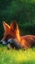 Fox, Animals