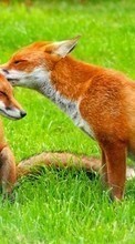 Ladda ner Fox, Animals bilden till mobilen.