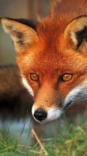 Fox, Animals till Lenovo S660