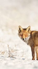 Fox, Animals till Nokia E5