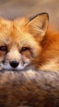 Fox,Animals till Samsung Galaxy S6