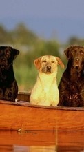 Boats,Dogs,Animals