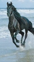 Ladda ner Horses, Sea, Water, Animals bilden 1024x768 till mobilen.