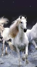 Horses, Sea, Waves, Animals till Samsung Galaxy Grand Neo