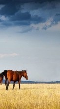 Horses,Landscape,Animals