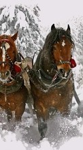 Ladda ner Horses, Snow, Animals, Winter bilden till mobilen.