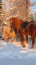 Ladda ner Horses,Snow,Animals,Winter bilden till mobilen.