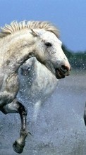Ladda ner Animals, Horses bilden 1080x1920 till mobilen.